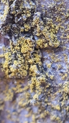 Candelariella xanthostigma