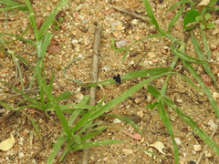 Heliothelinae