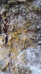 Candelariella xanthostigma