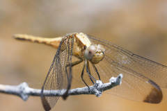 Erythrodiplax atroterminata