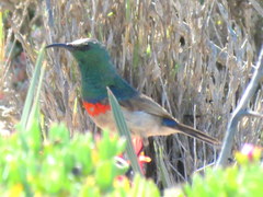 Cinnyris chalybeus albilateralis