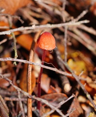 Mycena toyerlaricola