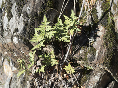 Pentagramma triangularis triangularis