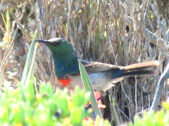 Cinnyris chalybeus albilateralis