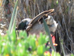 Cinnyris chalybeus albilateralis