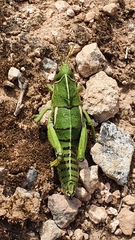 Pamphagus milevitanus