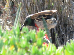 Cinnyris chalybeus albilateralis