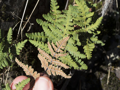 Pentagramma triangularis triangularis