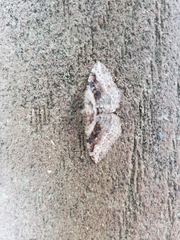 Costaconvexa