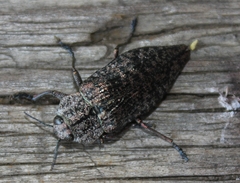 Poecilonota variolosa