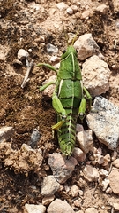 Pamphagus milevitanus