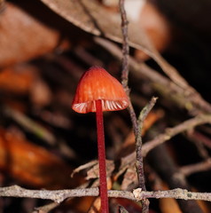 Mycena toyerlaricola