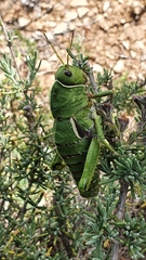 Pamphagus milevitanus