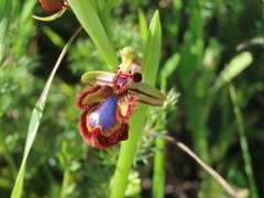 Ophrys speculum speculum