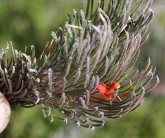 Adenanthos