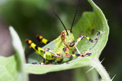 Zoniopoda tarsata