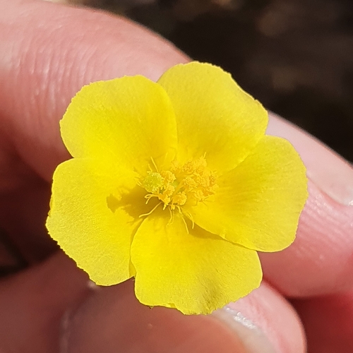 Fumana scoparia (Fumana scoparia)