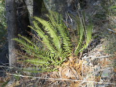 Polystichum imbricans imbricans
