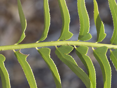 Polystichum imbricans imbricans