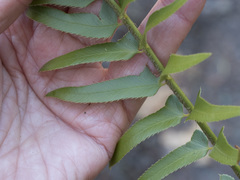 Polystichum imbricans imbricans