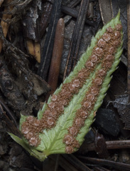 Polystichum imbricans imbricans
