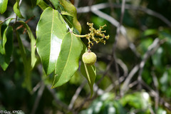 Chrysobalanaceae