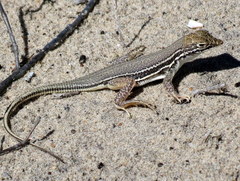 Meroles ctenodactylus