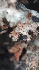 Lichenoconium erodens