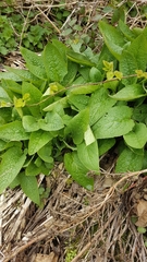 Symphytum officinale