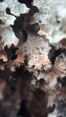 Lichenoconium erodens