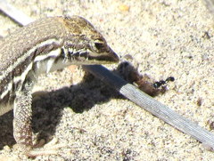 Meroles ctenodactylus