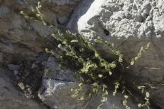 Vicoa albertoregelia