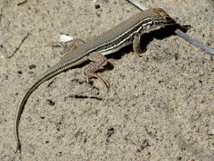 Meroles ctenodactylus