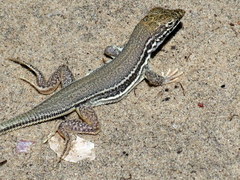 Meroles ctenodactylus