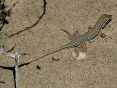 Meroles ctenodactylus
