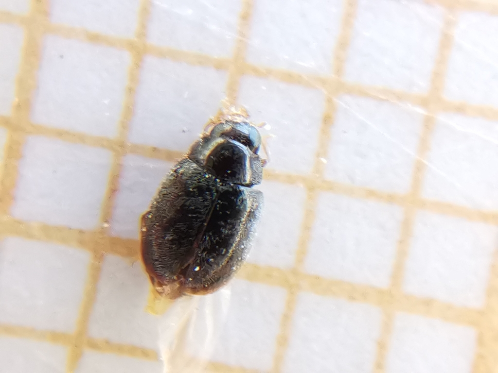Scymniscus anomus