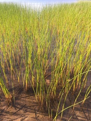 Juncus militaris