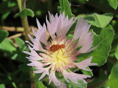 Leptopalpus rostratus
