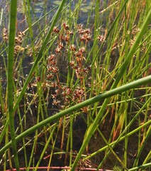 Juncus militaris