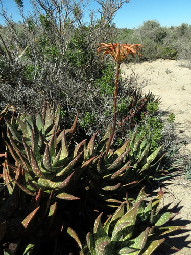 Aloe arenicola