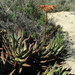 Aloe arenicola - Photo (c) Gigi Laidler,  זכויות יוצרים חלקיות (CC BY-NC), uploaded by Gigi Laidler