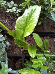 Bergenia crassifolia
