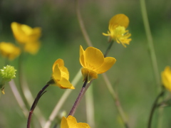 Ranunculus paludosus