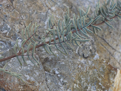 Pellaea mucronata