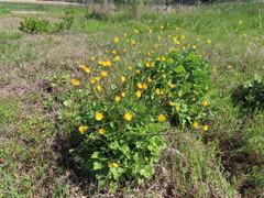 Ranunculus paludosus