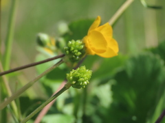 Ranunculus paludosus