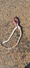Psammophis brevirostris