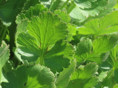 Ranunculus paludosus