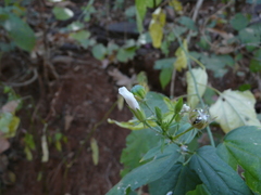 Hibiscus hirtus