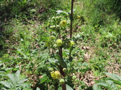 Scrophularia sambucifolia